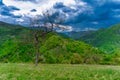 Mountain landscape with trees in front