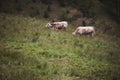 mountain landscape with two caws on pasture. Healthy food farming concept. Royalty Free Stock Photo