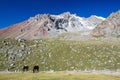 Mountain landscape with two horses Royalty Free Stock Photo