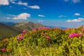 Mountain landscape valley with pink Rhododendron