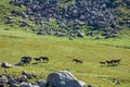 Mountain landscape with walking horses Royalty Free Stock Photo