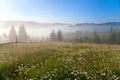 Mountain landscape with white chamomile meadow and foggy background.