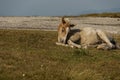Mountain landscape and wild colt horse rest in Central Balkan, Stara planina, Beklemeto or Trojan pass