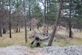 Mountain Landscape after Wildfire in the Black Hills, South Dakota Royalty Free Stock Photo