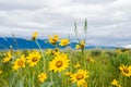 Mountain landscape with yellow flowers on foreground. Cloudy sky over mountains and flowers on green meadow. Royalty Free Stock Photo