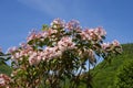 Mountain Laurel Royalty Free Stock Photo