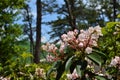 Mountain Laurel Royalty Free Stock Photo