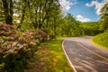 Mountain laurel along Skyline Drive on a spring day in Shenandoah National Park, Virginia. Royalty Free Stock Photo