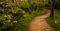 Mountain laurel along a trail in Shenandoah National Park Royalty Free Stock Photo