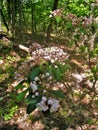 Hanging Rock State Park Royalty Free Stock Photo