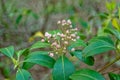 Mountain laurel buds closeup Royalty Free Stock Photo