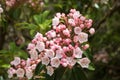 Mountain laurel bush in bloom in June Royalty Free Stock Photo