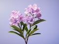 Mountain Laurel flower in studio background, single Mountain Laurel flower, Beautiful flower images