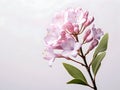 Mountain Laurel flower in studio background, single Mountain Laurel flower, Beautiful flower images