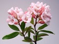 Mountain Laurel flower in studio background, single Mountain Laurel flower, Beautiful flower images