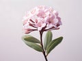 Mountain Laurel flower in studio background, single Mountain Laurel flower, Beautiful flower images