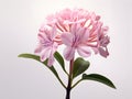 Mountain Laurel flower in studio background, single Mountain Laurel flower, Beautiful flower images