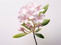 Mountain Laurel flower in studio background, single Mountain Laurel flower, Beautiful flower images