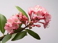 Mountain Laurel flower in studio background, single Mountain Laurel flower, Beautiful flower images