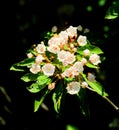 Mountain laurel flowers blooming Royalty Free Stock Photo