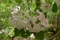 Mountain laurel flowers closeup Royalty Free Stock Photo