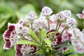 Mountain Laurel Flowers Minuet Closeup