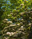 Mountain Laurel, Great Smoky Mtns NP