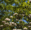 Mountain Laurel, Great Smoky Mtns NP Royalty Free Stock Photo