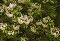 Mountain Laurel, Great Smoky Mtns NP Royalty Free Stock Photo