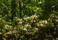 Mountain Laurel, Great Smoky Mtns NP Royalty Free Stock Photo