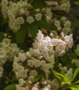 Mountain Laurel, Great Smoky Mtns NP Royalty Free Stock Photo