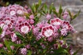 Mountain laurel, Kalmia latifolia Royalty Free Stock Photo