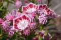 Mountain laurel, Kalmia latifolia Royalty Free Stock Photo