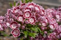 Mountain laurel, Kalmia latifolia