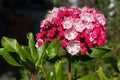 Mountain laurel, Kalmia latifolia Royalty Free Stock Photo