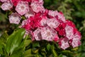 Mountain laurel, Kalmia latifolia Royalty Free Stock Photo