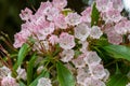 Mountain laurel kalmia latifolia Royalty Free Stock Photo