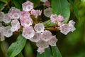 Mountain laurel kalmia latifolia