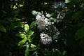 Mountain laurel ( Kalmia latifolia ) flowers. Royalty Free Stock Photo