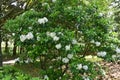 Mountain laurel ( Kalmia latifolia ) flowers. Royalty Free Stock Photo