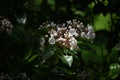 Mountain laurel ( Kalmia latifolia ) flowers. Royalty Free Stock Photo