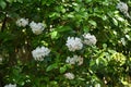 Mountain laurel ( Kalmia latifolia ) flowers. Royalty Free Stock Photo