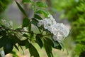 Mountain laurel ( Kalmia latifolia ) flowers. Royalty Free Stock Photo