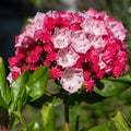 Mountain laurel, Kalmia latifolia Royalty Free Stock Photo