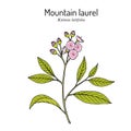 Mountain laurel Kalmia latifolia , state flower of Connecticut Royalty Free Stock Photo