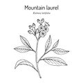Mountain laurel Kalmia latifolia , state flower of Connecticut Royalty Free Stock Photo