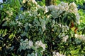 Mountain Laurel  21726 Royalty Free Stock Photo