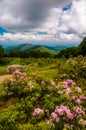 Mountain laurel in meadow and view of Old Rag from an overlook o Royalty Free Stock Photo