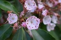 Mountain Laurel shot from Big Pocono State Park Royalty Free Stock Photo