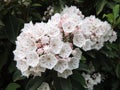 Mountain laurel or spoonwood during flowering Royalty Free Stock Photo